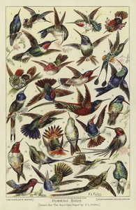 Colibris - English School