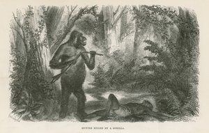 Chasseur tué par un gorille - English School