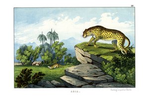 Guépard - English School