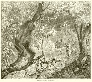 Chasse au gorille - English School