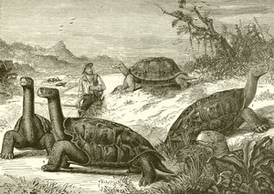 Chasse aux tortues sur la côte de Nouvelle-Guinée - English School