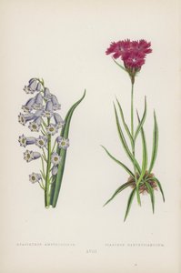 Jacinthe Améthyste ; Œillet des Chartreux (lithographie en couleur)