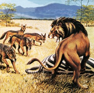 Hyènes venant nettoyer après un lion - English School