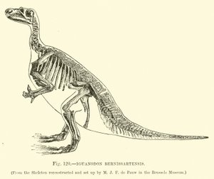Iguanodon Bernissartensis