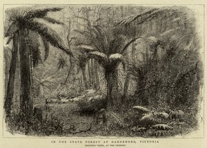 Dans la forêt domaniale de Dandenong, Victoria - English School