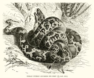 Python indien écrasant sa proie - English School
