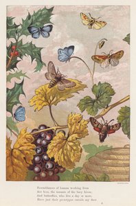Insectes