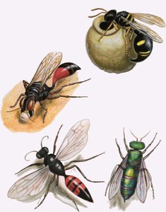 Insectes