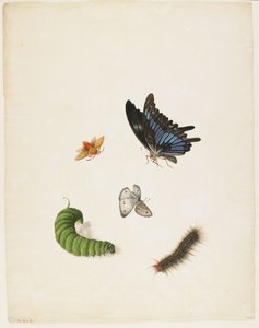 Insectes, c.1805