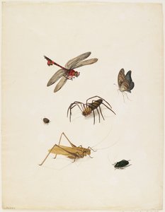 Insectes, c.1805