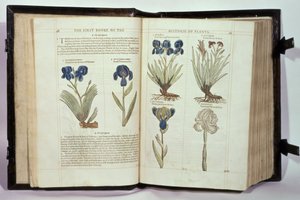 Iris (Fleurs de lys), six variétés de 