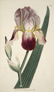 Iris Sambucina (Iris parfumé au sureau), du The Botanical Magazine or Flower Garden Displayed, pub. 1792 (gravure colorée à la main) - English School