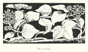 Lierre (gravure)
