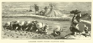 Rizières japonaises, plantation de riz