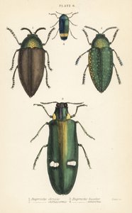 Coléoptères bijoux : Buprestis chrysis 1, Buprestis sternicornis 2, Buprestis bicolor 3, Buprestis amoena 4 - English School