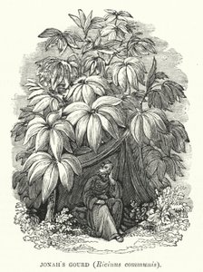 Courge de Jonas, Ricinus communis (gravure) - English School