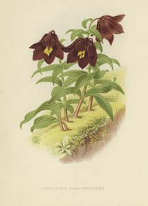 Fritillaire du Kamtchatka ou lys du Kamtchatka - English School