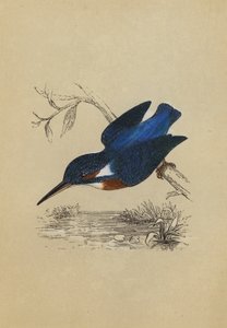 Martin-pêcheur (lithographie en couleur) - English School
