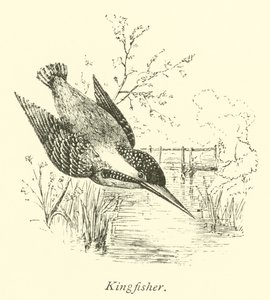 Martin-pêcheur - English School