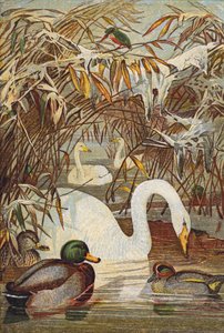 Martin-pêcheur, canards et cygnes (lithographie couleur) - English School