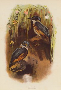 Martin-pêcheurs