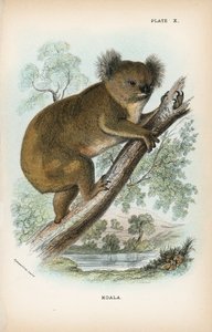 Koala