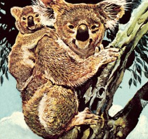 Koala