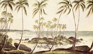 Plage de Kosgoda, Ceylan, c.1835 (aquarelle sur papier)