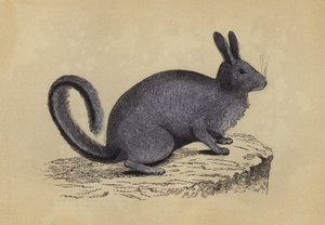 Lagotis (lithographie en couleur)