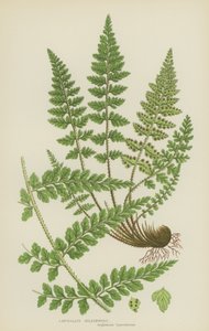 Asplénium lancéolé