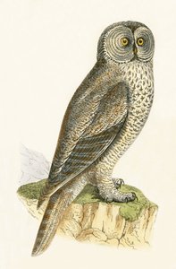 Chouette lapone, illustration de 