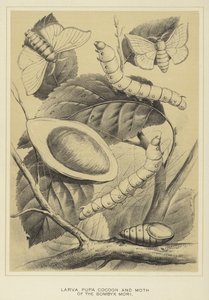 Larve, chrysalide, cocon et papillon du Bombyx mori