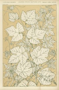 Feuilles de la nature