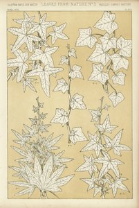 Feuilles de la nature