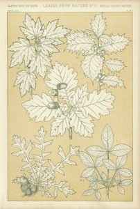 Feuilles de la nature