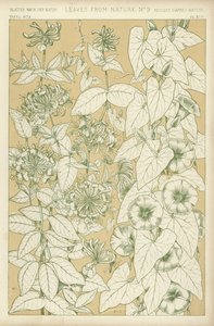 Feuilles de la nature