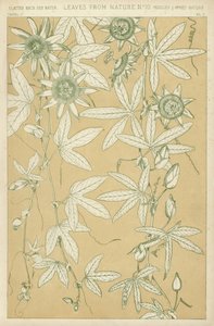 Feuilles de la nature