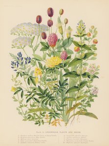 Plantes légumineuses et mauvaises herbes - English School
