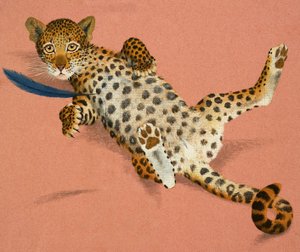 Jeune léopard