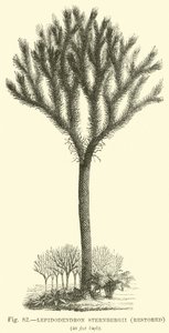 Lepidodendron Sternbergh, restauré - English School