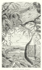 Insectes lépidoptères (gravure) - English School