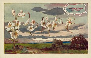 Lily signifie paix dans le langage des fleurs (lithographie couleur)