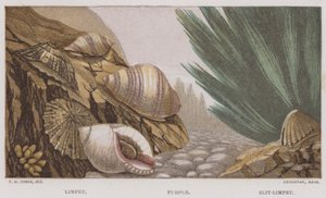 Patelle, Pourpre, Patelle fendue (lithographie en couleur)