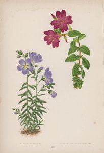Linum Alpinum; Epilobium Obcordatum - English School