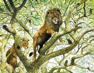 Lion et lionne dans un arbre (gouache sur papier)