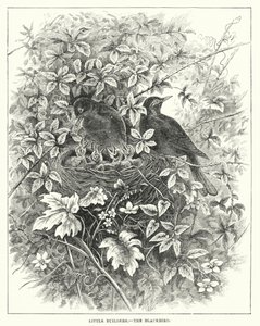 Les petits bâtisseurs, le merle (gravure) - English School
