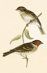 Bruant nain, illustration de 