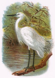 Aigrette garzette