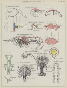 Homard, Homarus Vulgaris (lithographie en couleur)