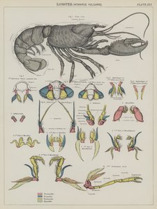 Homard, Homarus Vulgaris - English School